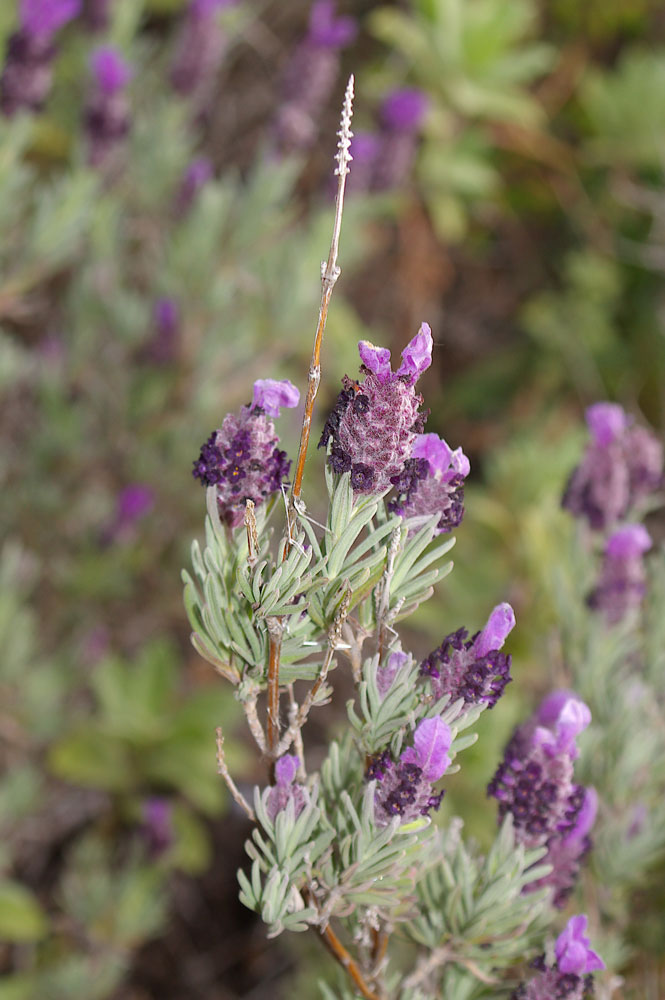 Lavandula stoechas/Lavanda steca